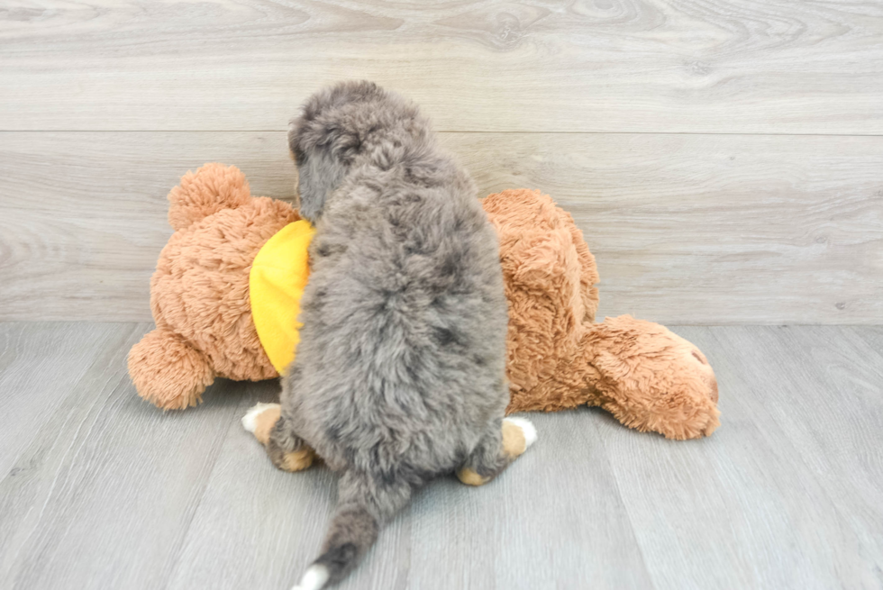 Mini Bernedoodle Pup Being Cute