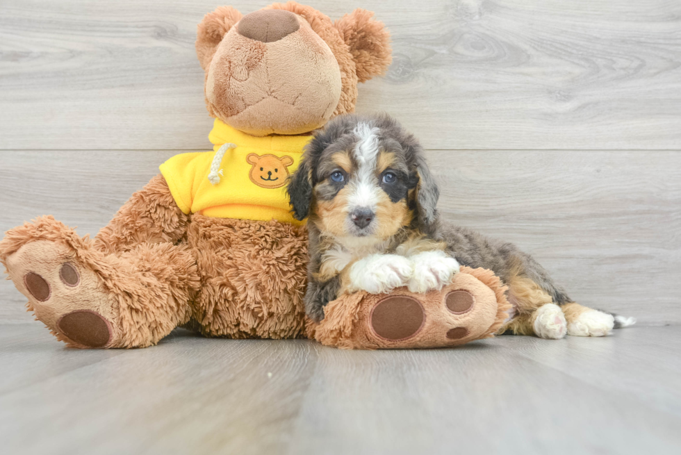 Friendly Mini Bernedoodle Baby