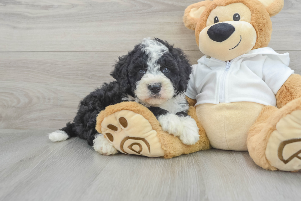 Best Mini Bernedoodle Baby