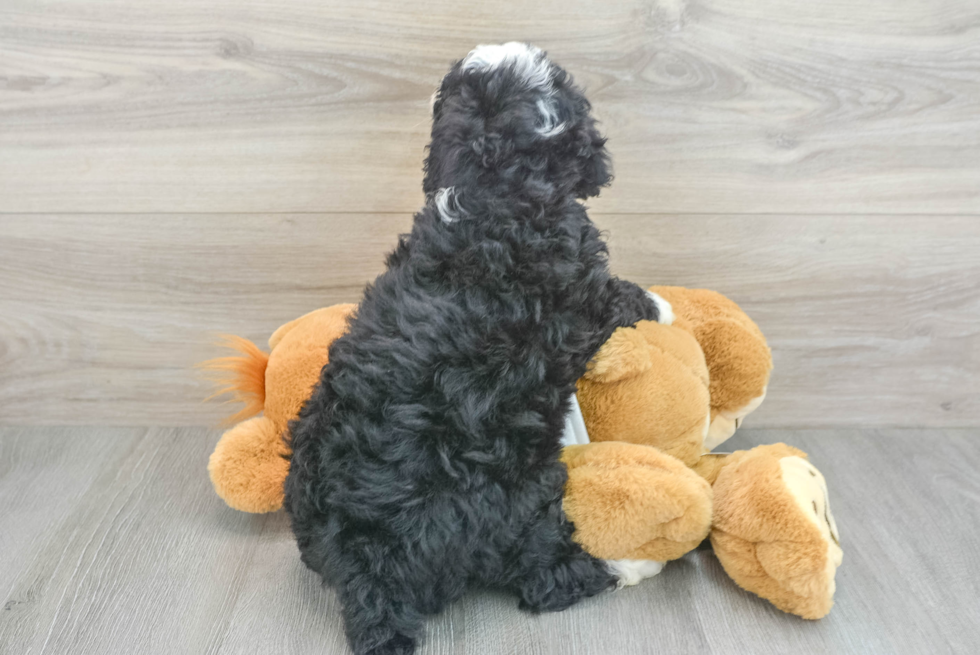 Best Mini Bernedoodle Baby