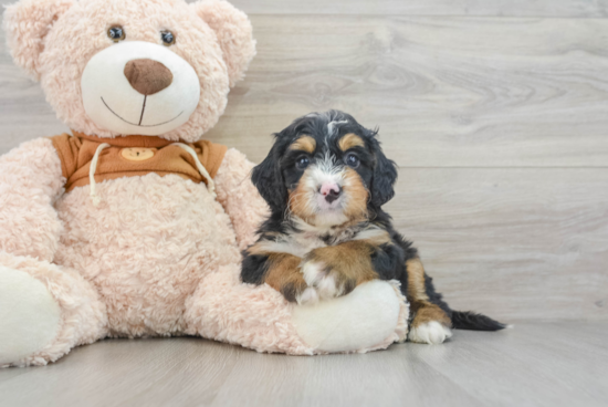 Best Mini Bernedoodle Baby