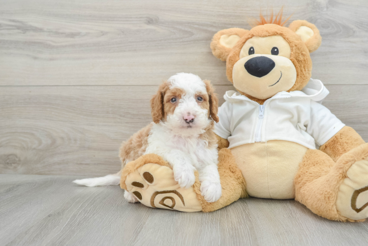 Playful Mini Bernese Poodle Poodle Mix Puppy