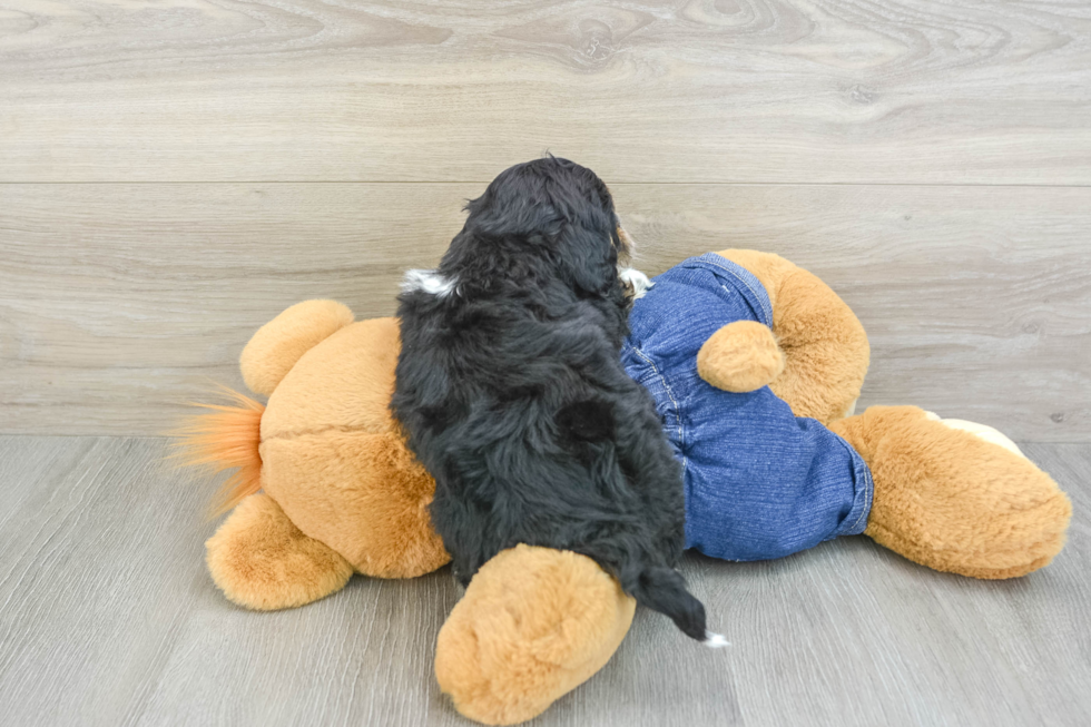 Cute Mini Bernedoodle Baby