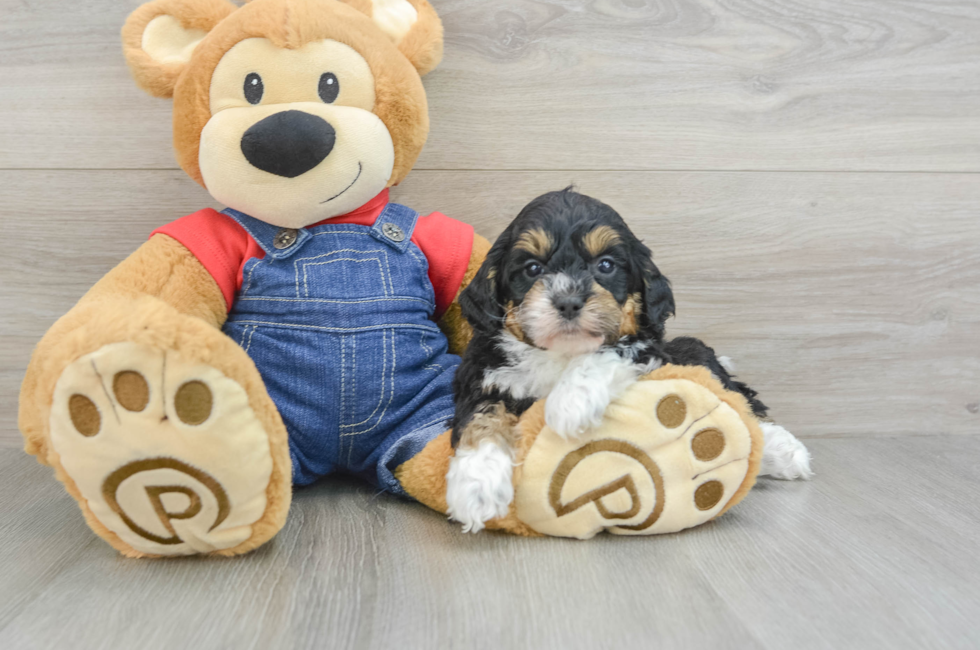 5 week old Mini Bernedoodle Puppy For Sale - Premier Pups