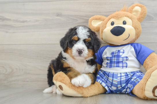 Small Mini Bernedoodle Baby