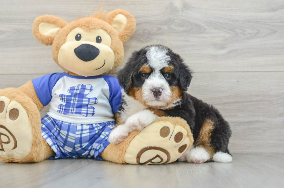 7 week old Mini Bernedoodle Puppy For Sale - Premier Pups