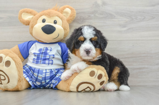 Happy Mini Bernedoodle Baby