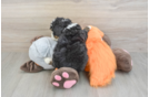 Popular Mini Bernedoodle Poodle Mix Pup