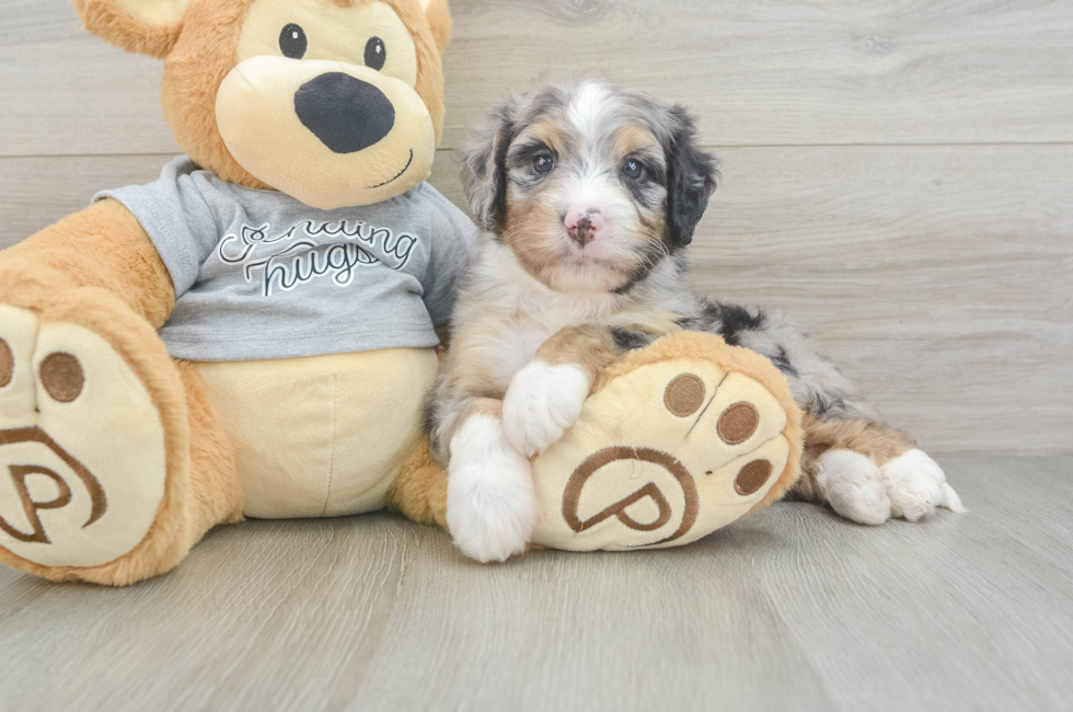5 week old Mini Bernedoodle Puppy For Sale - Premier Pups
