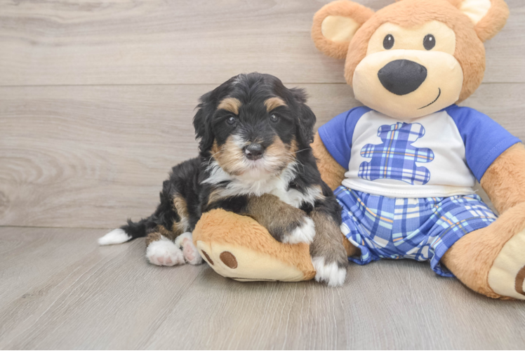 Smart Mini Bernedoodle Poodle Mix Pup