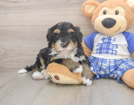 7 week old Mini Bernedoodle Puppy For Sale - Premier Pups