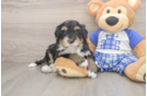Smart Mini Bernedoodle Poodle Mix Pup