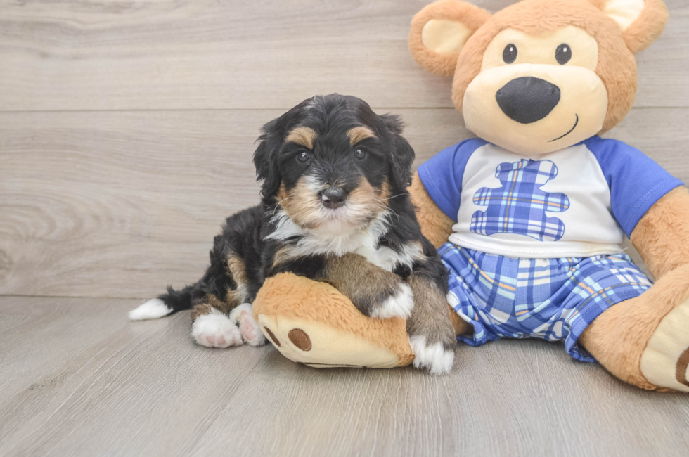 5 week old Mini Bernedoodle Puppy For Sale - Premier Pups