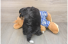 Mini Bernedoodle Pup Being Cute