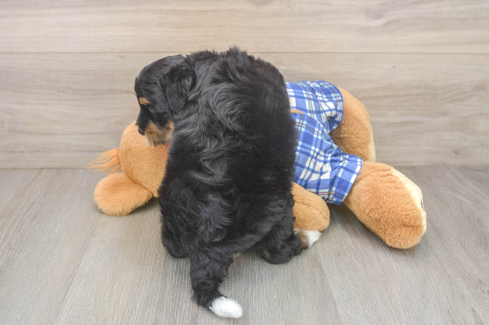Mini Bernedoodle Pup Being Cute