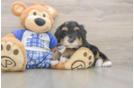Funny Mini Bernedoodle Poodle Mix Pup