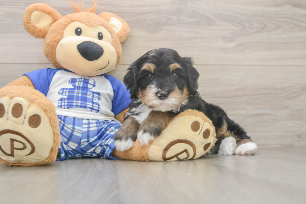 Funny Mini Bernedoodle Poodle Mix Pup
