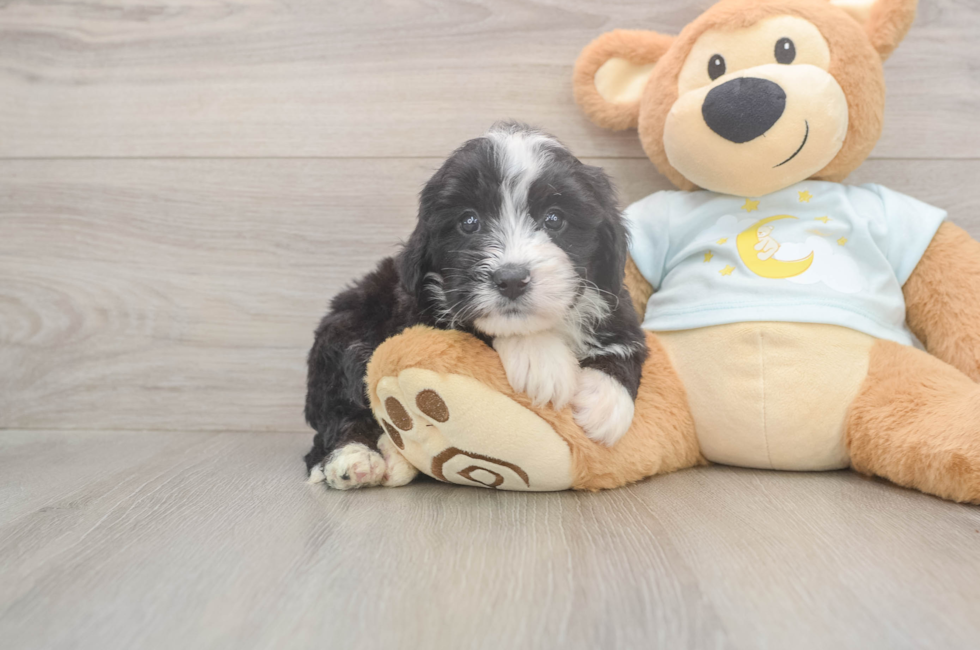 5 week old Mini Bernedoodle Puppy For Sale - Premier Pups