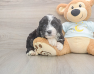 5 week old Mini Bernedoodle Puppy For Sale - Premier Pups 5 week old Mini Bernedoodle Puppy For Sale - Premier Pups