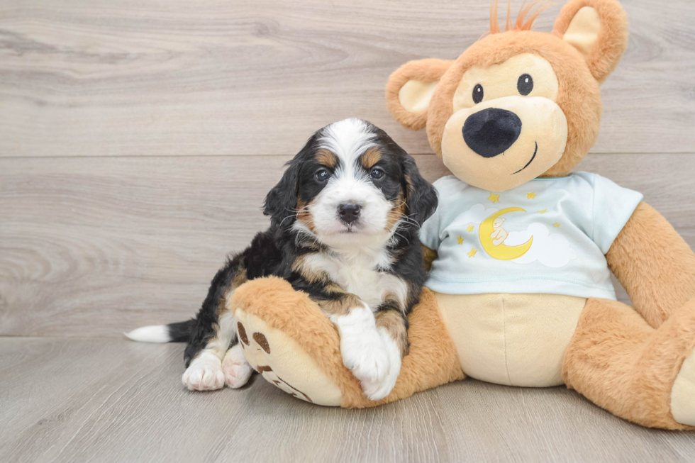 Best Mini Bernedoodle Baby