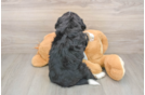 Hypoallergenic Mini Berniedoodle Poodle Mix Puppy
