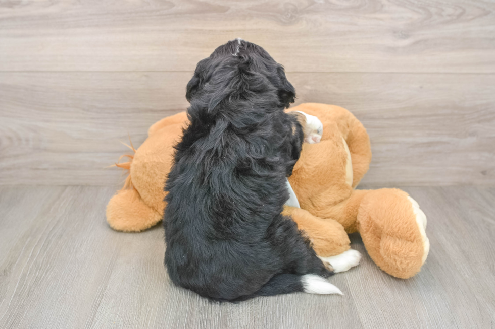 Hypoallergenic Mini Berniedoodle Poodle Mix Puppy