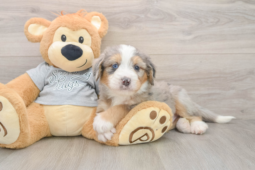 Petite Mini Bernedoodle Poodle Mix Pup