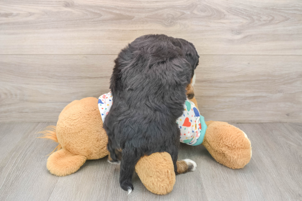 Playful Mini Bernese Poodle Poodle Mix Puppy