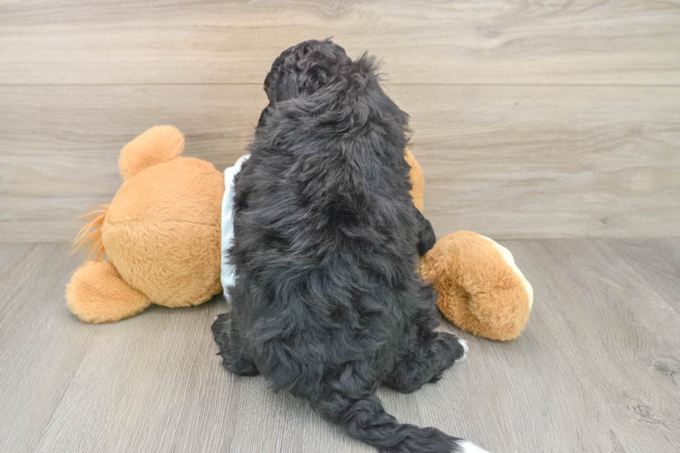 Adorable Bernese Doodle Poodle Mix Puppy