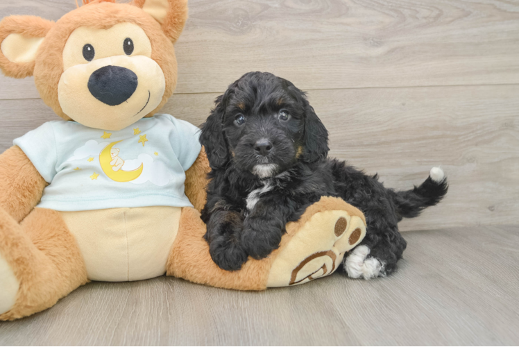 Best Mini Bernedoodle Baby