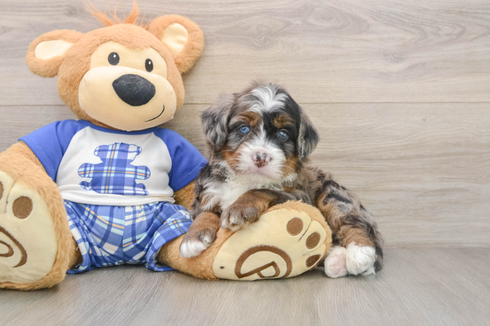 Funny Mini Bernedoodle Poodle Mix Pup