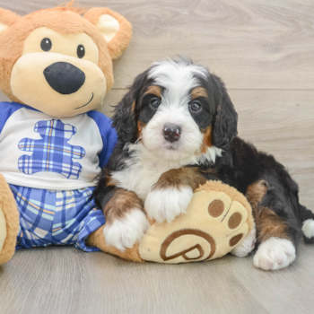 Best Mini Bernedoodle Baby