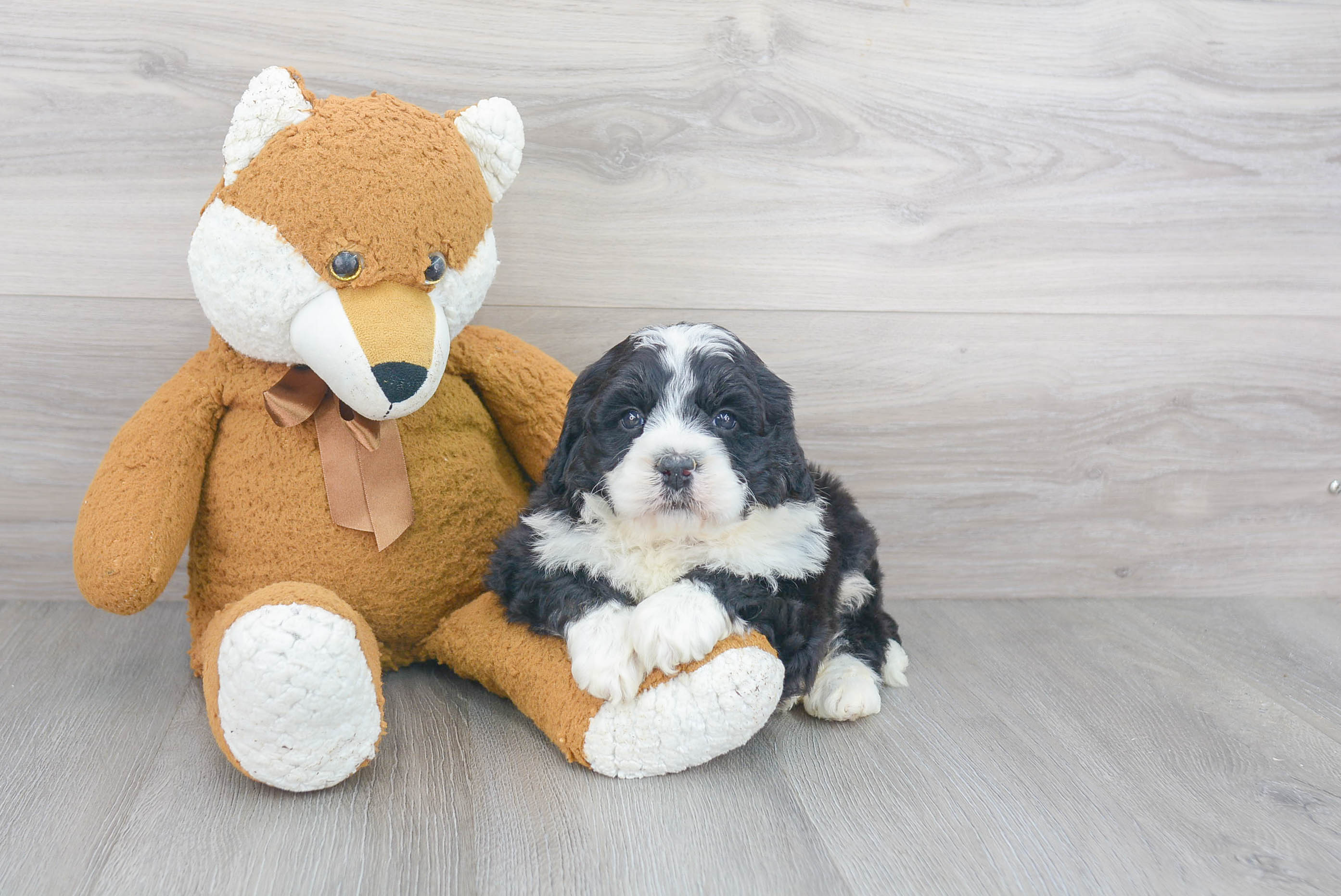 Best Mini Bernedoodle Baby