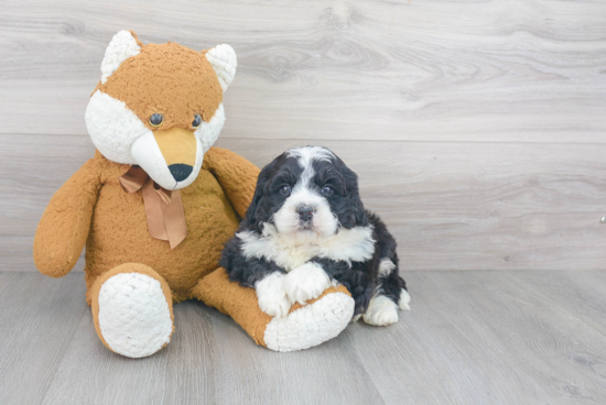 Best Mini Bernedoodle Baby