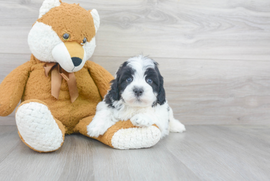 Sweet Mini Bernedoodle Baby