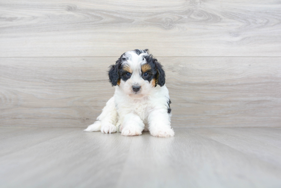 Mini Bernedoodle Puppy for Adoption