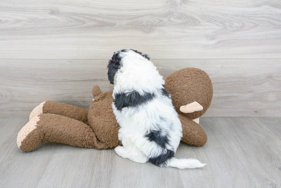 Happy Mini Bernedoodle Baby