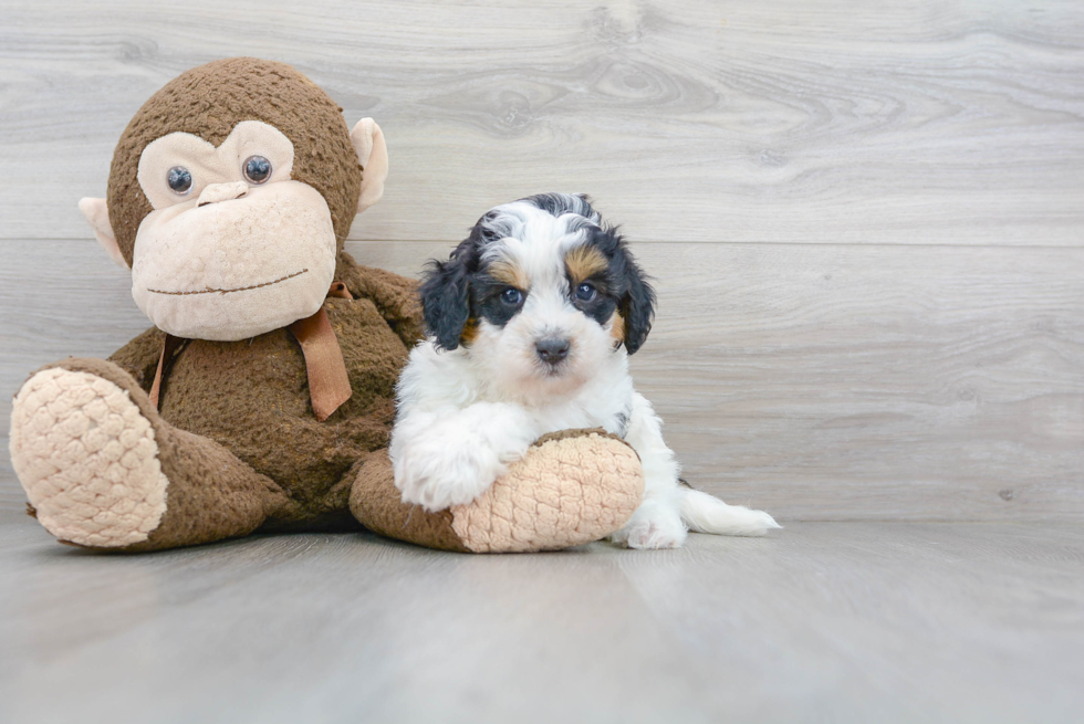 Little Mini Berniedoodle Poodle Mix Puppy