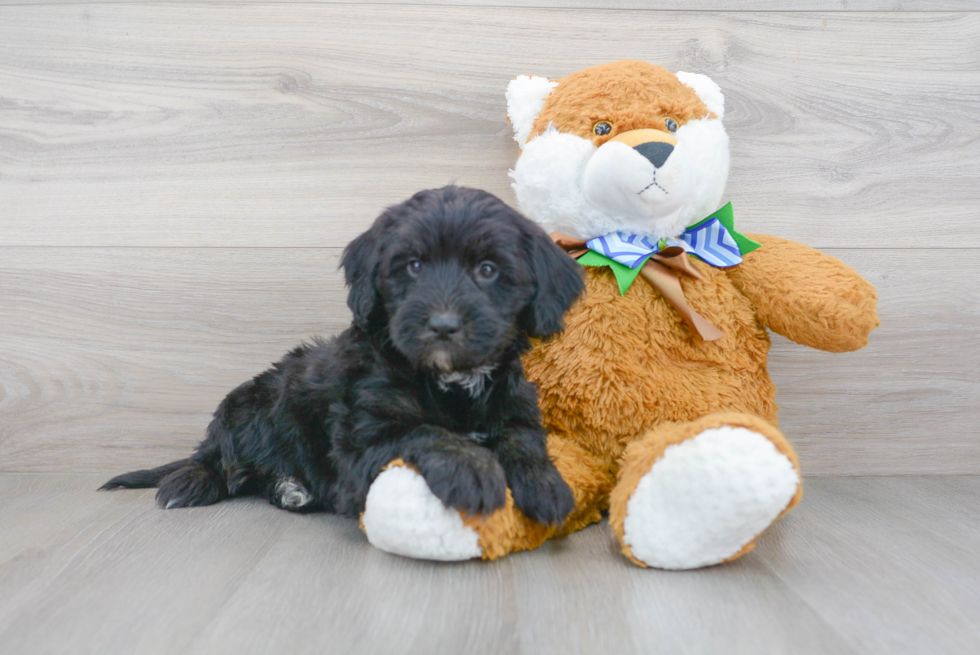 Popular Mini Bernedoodle Poodle Mix Pup