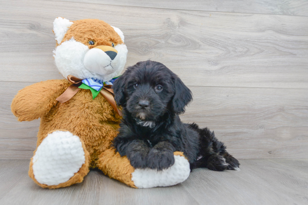 Smart Mini Bernedoodle Poodle Mix Pup