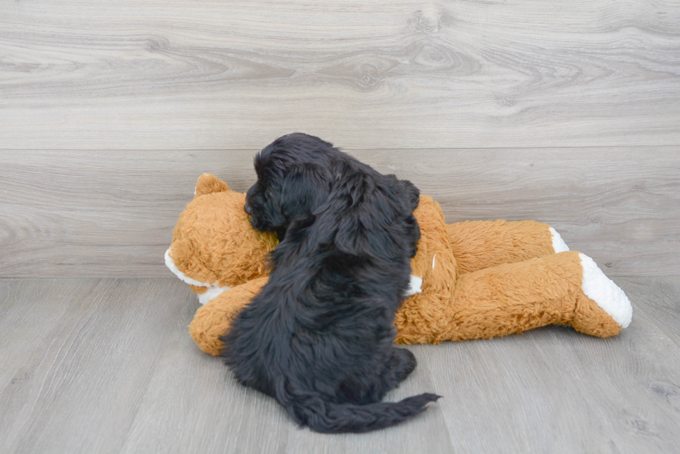 Mini Bernedoodle Pup Being Cute