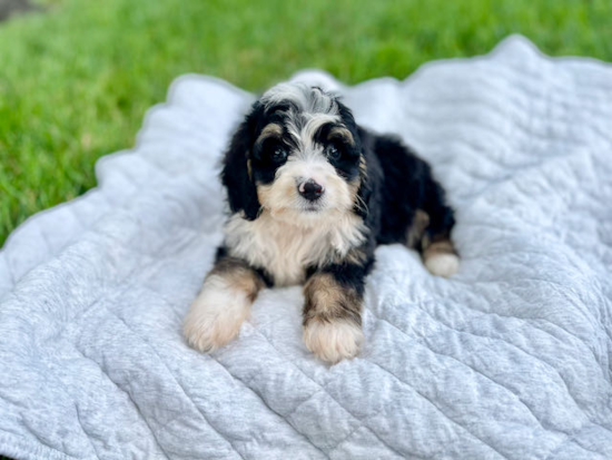 Best Mini Bernedoodle Baby