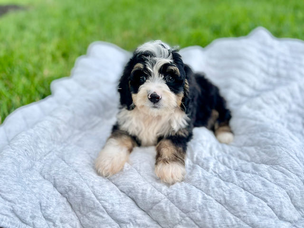 Best Mini Bernedoodle Baby