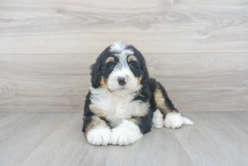 Mini Bernedoodle Puppy for Adoption