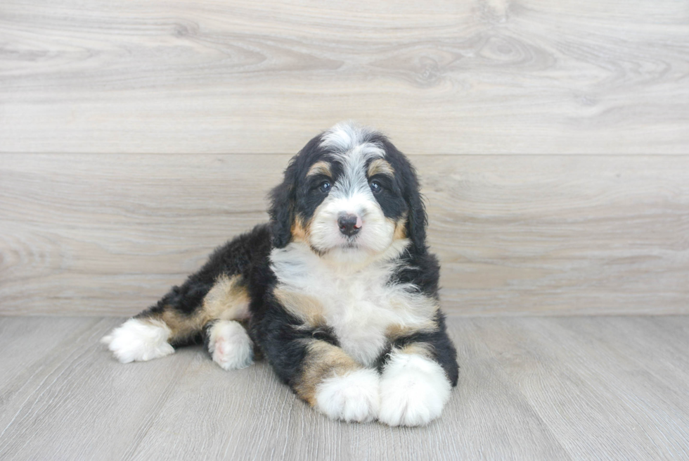 Sweet Mini Bernedoodle Baby