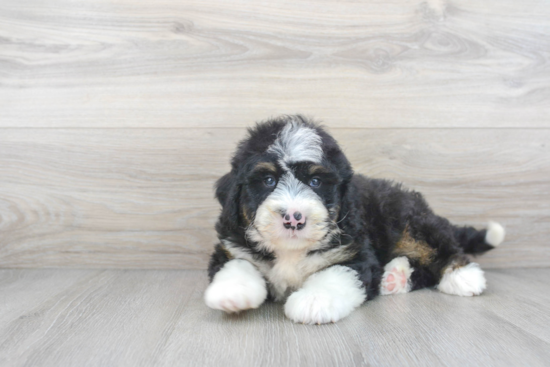 Mini Bernedoodle Pup Being Cute