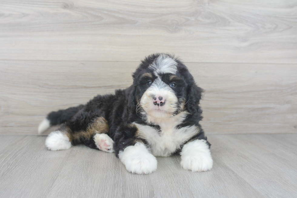 Popular Mini Bernedoodle Poodle Mix Pup