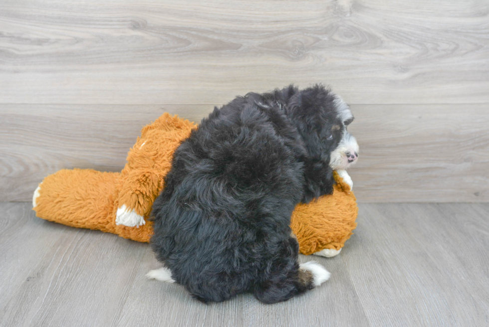 Mini Bernedoodle Puppy for Adoption