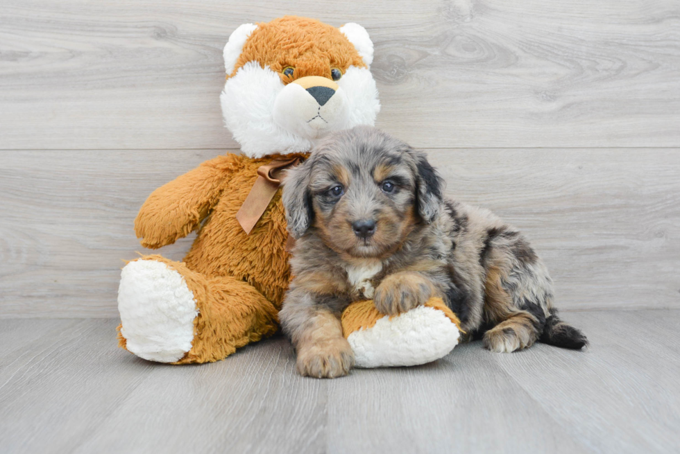 Mini Bernedoodle Puppy for Adoption