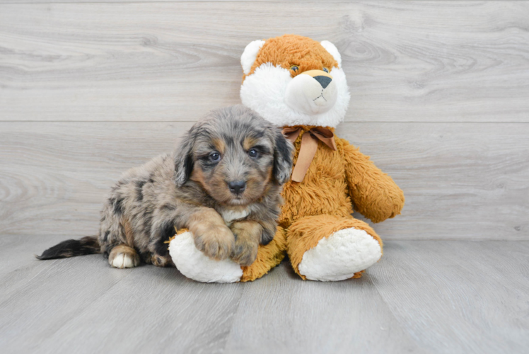 Energetic Mini Berniedoodle Poodle Mix Puppy